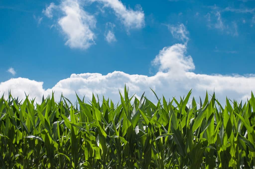 nature-sky-sunny-clouds-grass