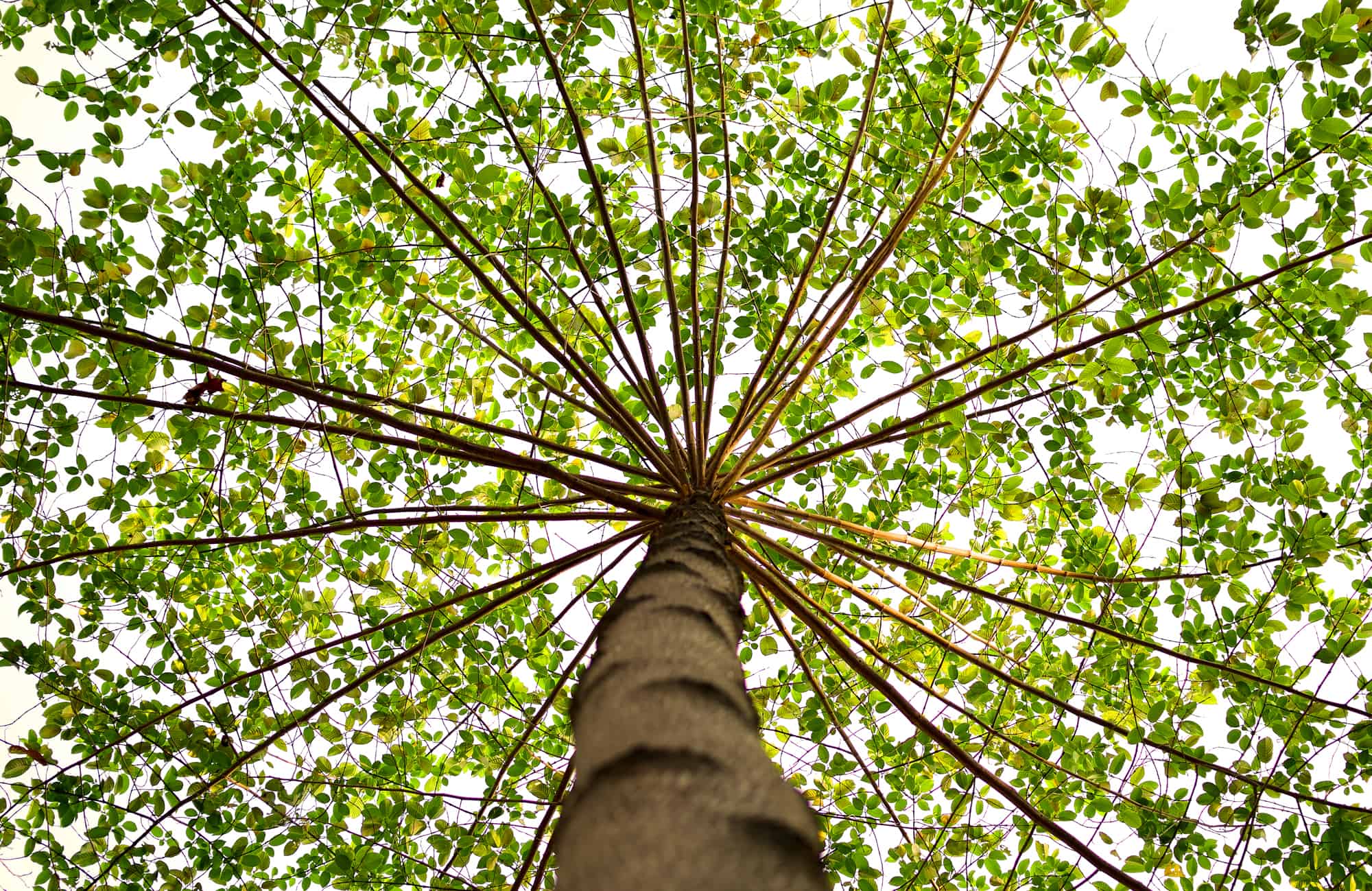 tree-branch-leaves-sky
